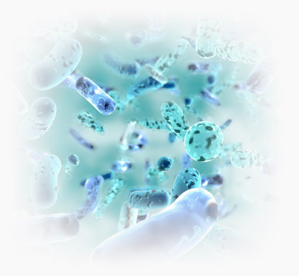 Spore Bacteria In Probiotics Make All The Difference*++Des Spores Qui Font Toute La Différence*
