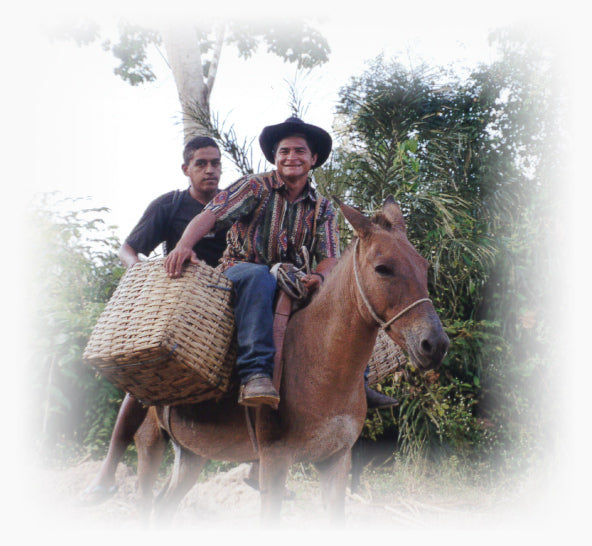 Local harvesters carrying woven baskets on a mule in South America