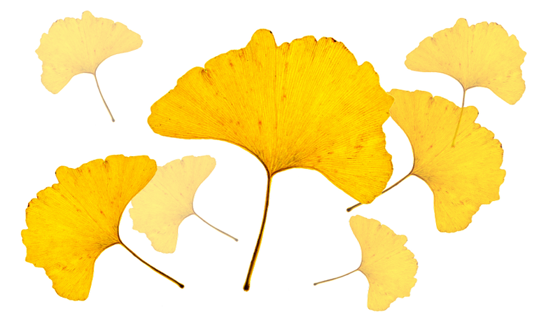 Golden Leaf of Ginkgo Biloba++Extrait de Ginkgo Biloba Doré