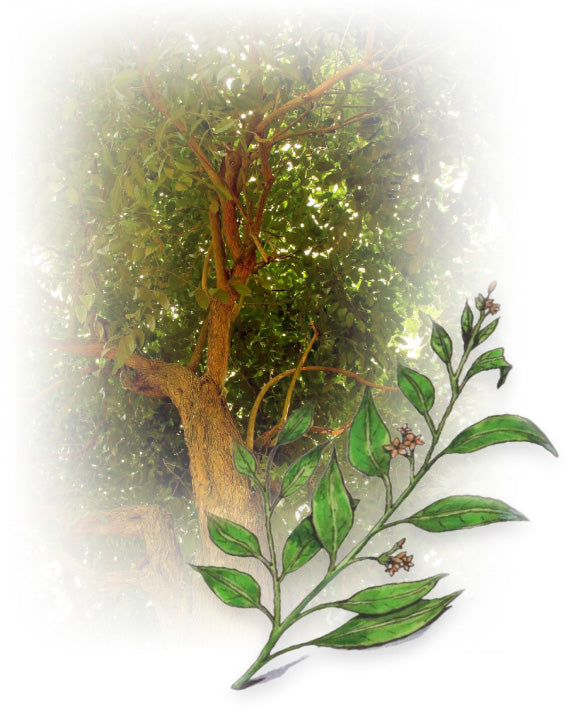 Pao pereira tree canopy with a botanical illustration of its leaves and flowers